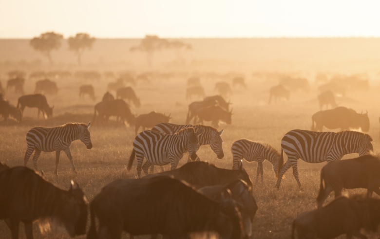 Eco tourism and responsible safaris by Ameliya safaris